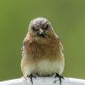 frownbird