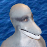 A_Dolphin