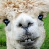 TheAlpaca