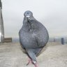 Pigeon lust