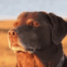 thedawg01