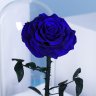 Blue Sacred Rose