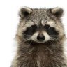 eHoTiKk(raccoon)