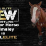 Hunter Horse Helmsley