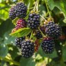 CaptainBlackberry