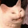 CuriousGato