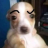 Zorrynprro